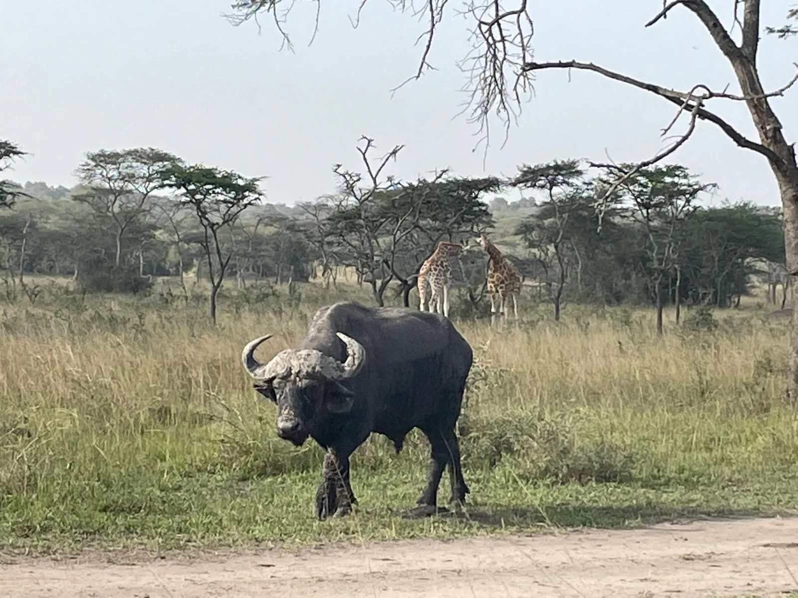 chimpazze and wildlife 7 day tour — Uganda safari (photo 2)