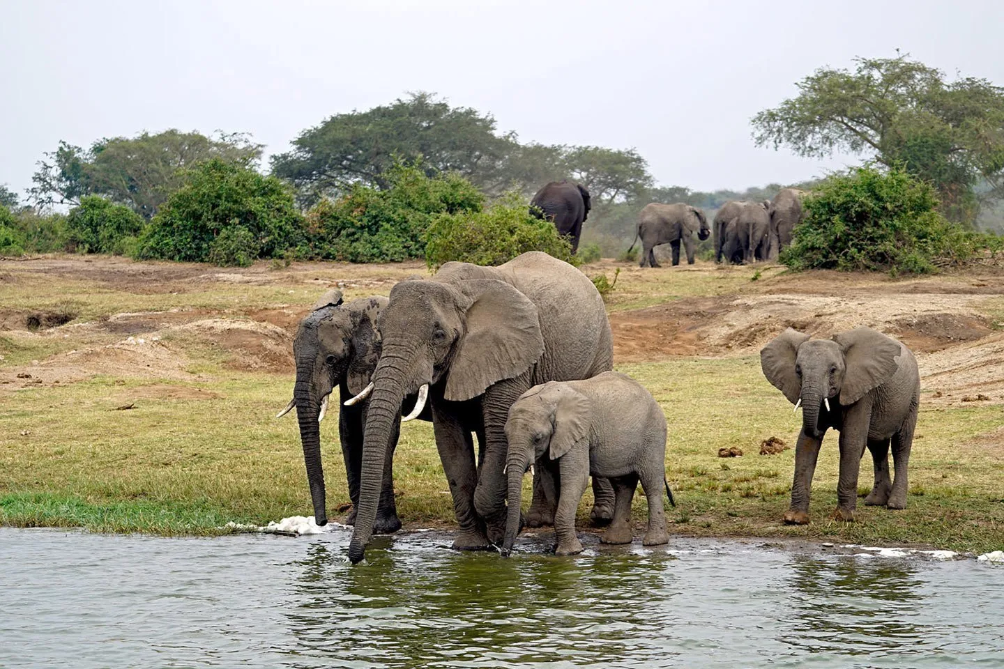 chimpazze and wildlife 7 day tour — Uganda safari (photo 3)