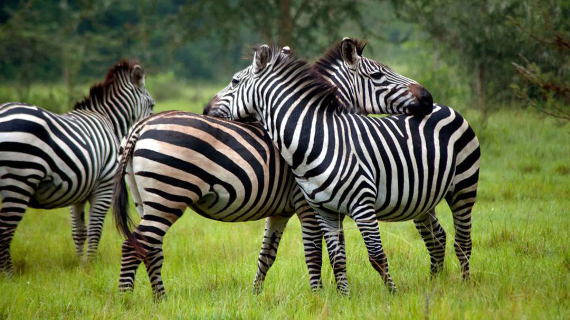 lake mburo 4 days — Uganda safari (photo 1)