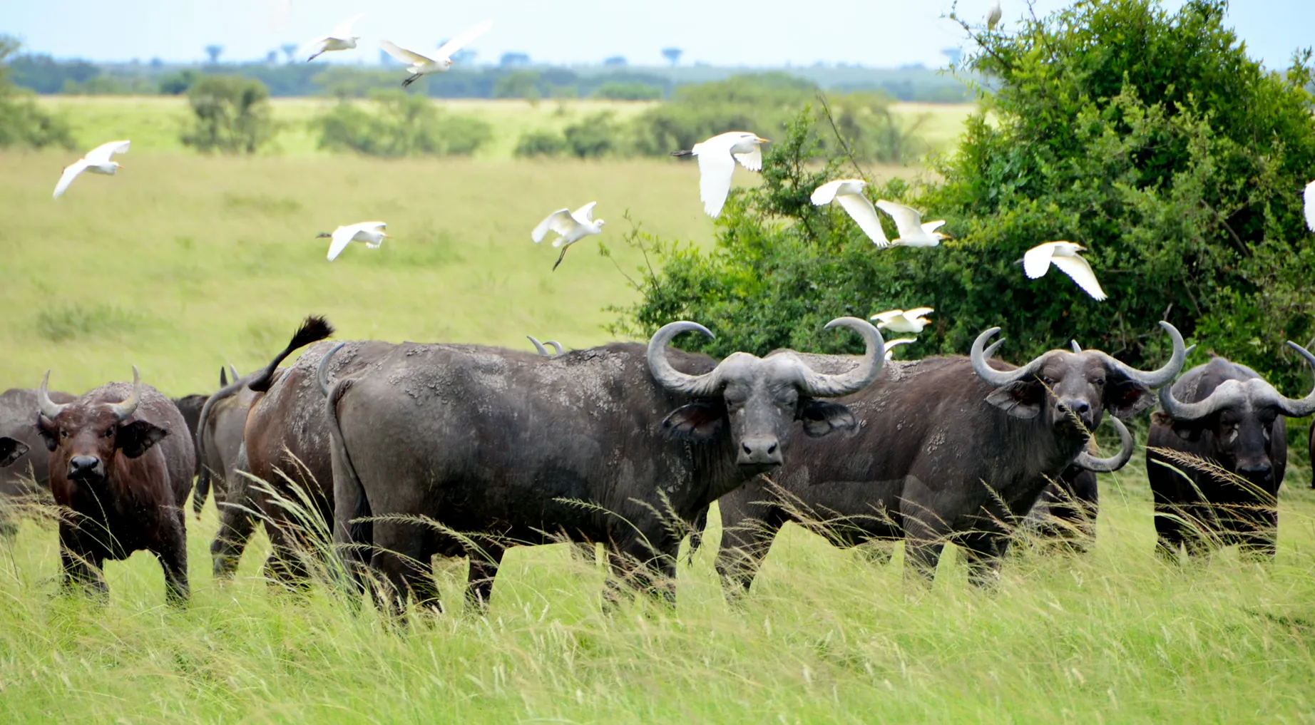 lake mburo 4 days — Uganda safari (photo 2)