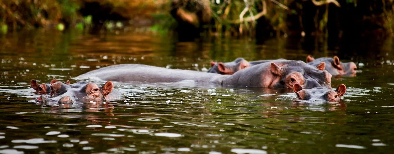lake mburo 4 days — Uganda safari (photo 3)