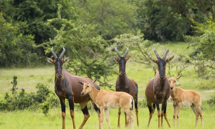 lake mburo and cultural 7 day tour — Uganda safari (photo 3)