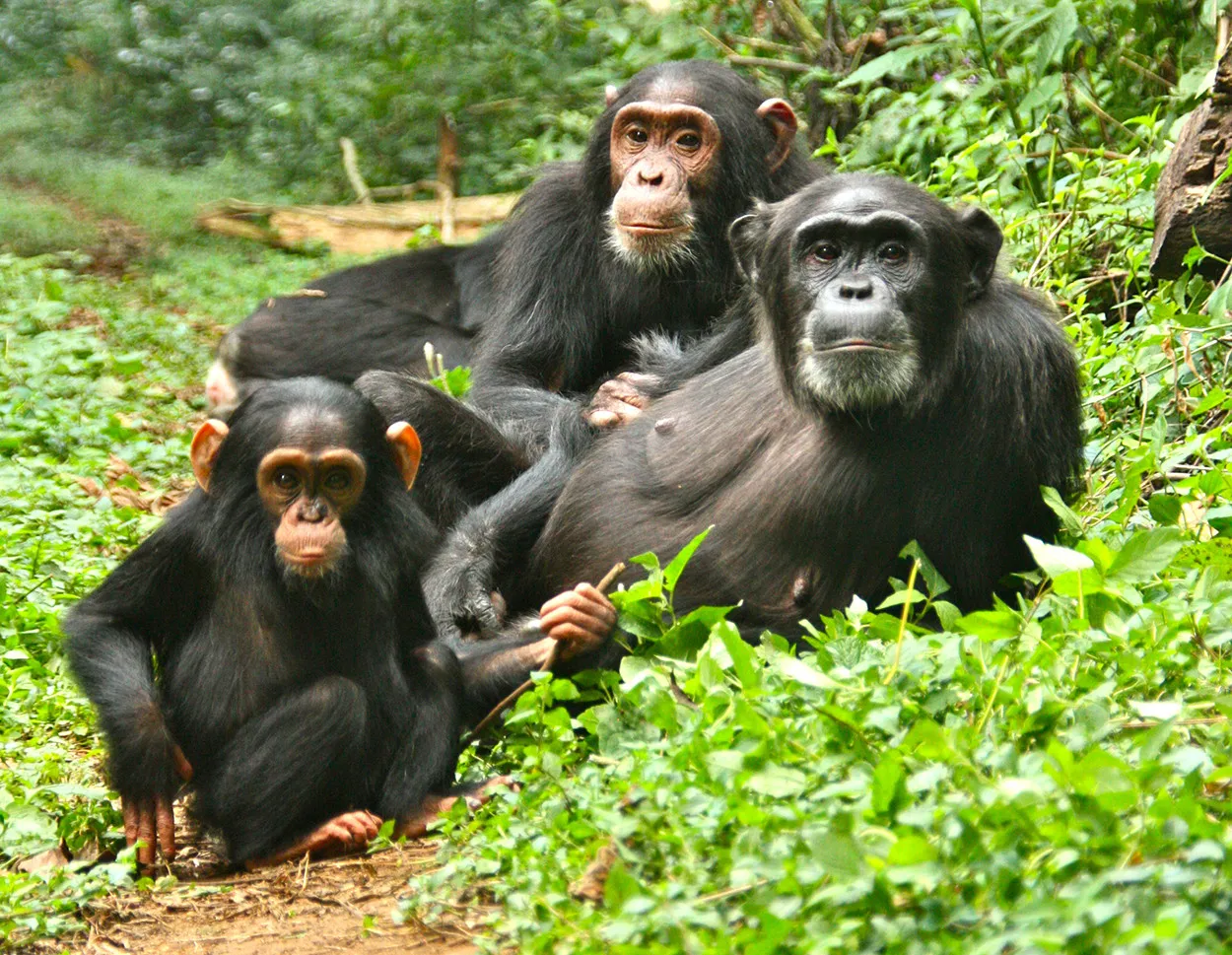 murchison falls 10 day tour — Uganda safari (photo 2)