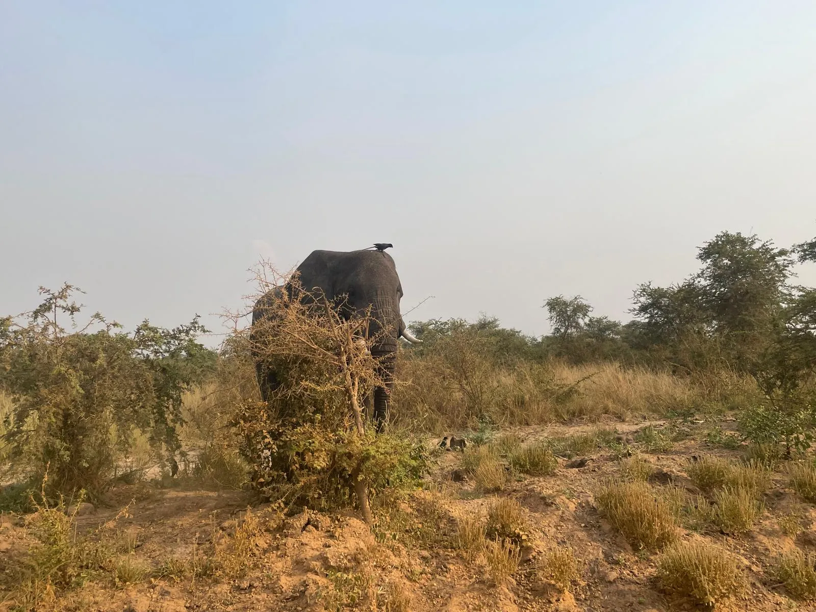 murchison falls 3 days — Uganda safari (photo 3)