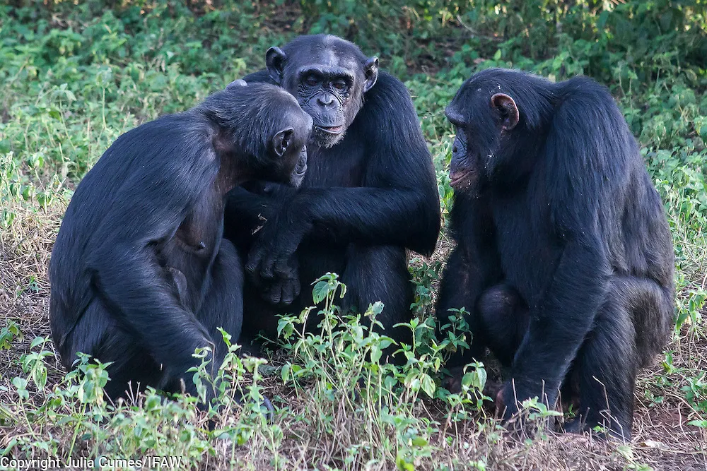 ngamba and ssese islands 2 days — Uganda safari (photo 1)