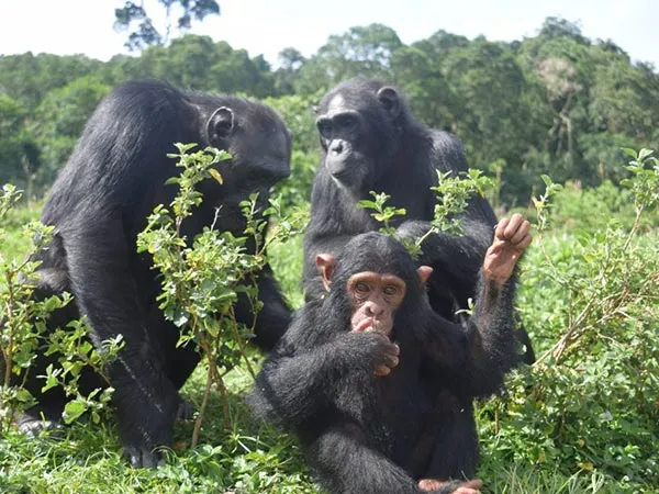 ngamba and ssese islands 2 days — Uganda safari (photo 3)