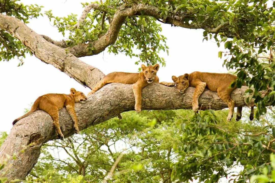 queen elizabeth np 3 days — Uganda safari (photo 1)