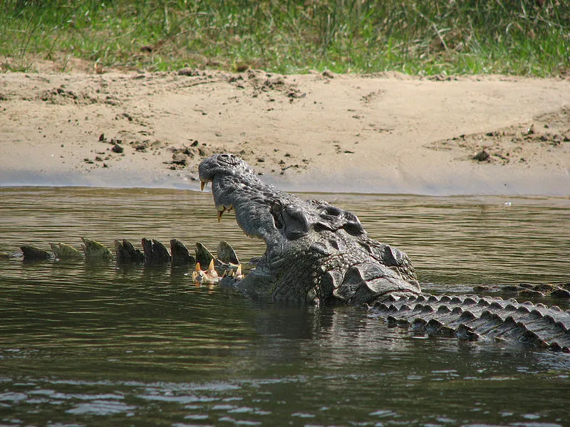 queen elizabeth np 3 days — Uganda safari (photo 3)